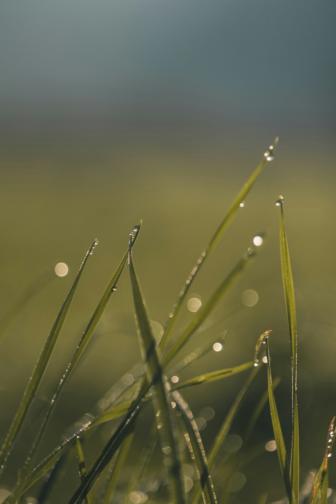 green grass with water droplets