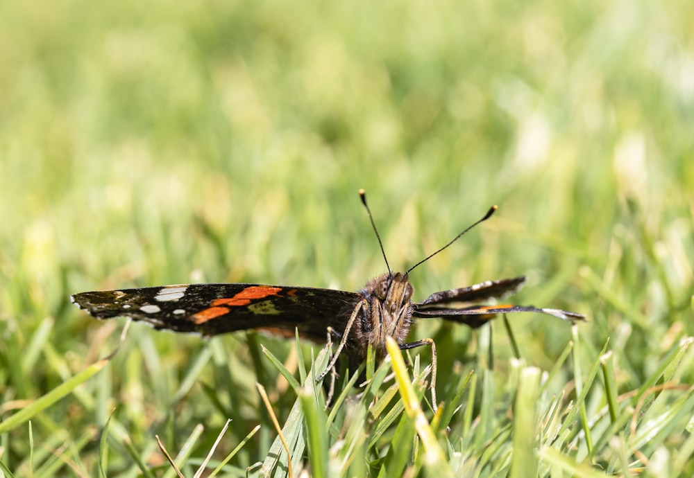 black orange and white butterfly perched on green grass during daytime