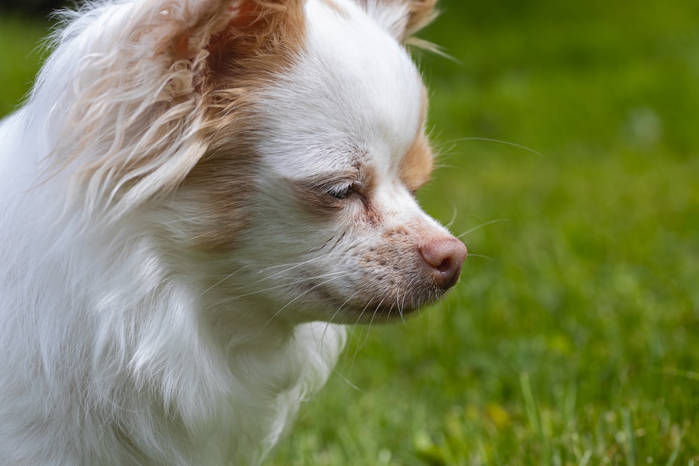 white and brown long haired chihuahua on green grass during daytime