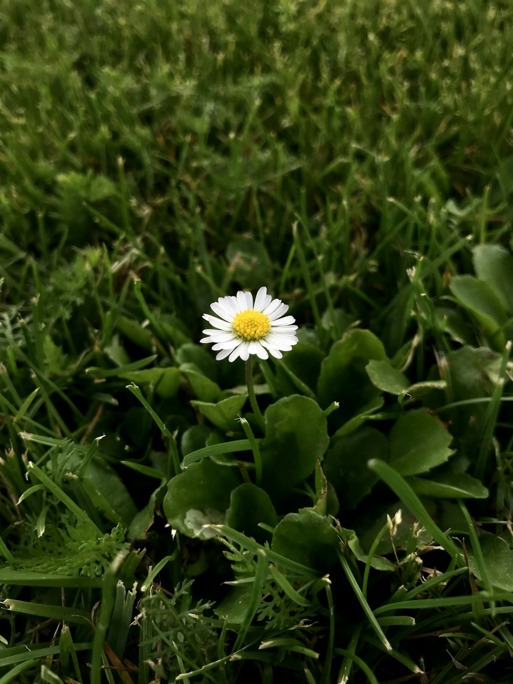 white daisy in bloom during daytime