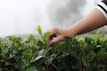 Hands carefully picking fresh herbs in a lush Himalayan forest.