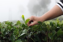 Close-up of hands harvesting tea leaves under bright daylight.