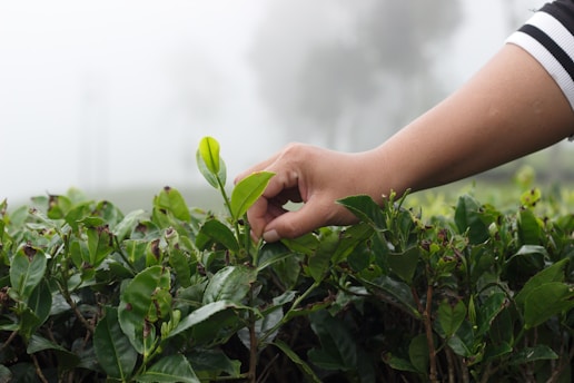 A hand gently reaches out to pluck a bright green leaf from a lush tea plant. The background is misty, suggesting a cool and foggy environment in a tea plantation.