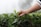 Close-up of hands holding fresh tea leaves in a lush Sri Lankan tea garden.