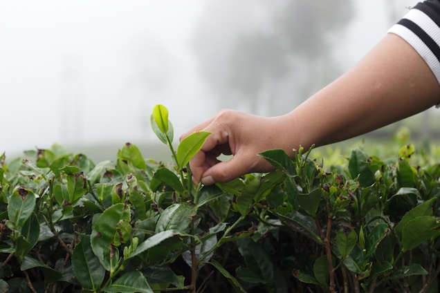 A warm, inviting photo of tea leaves being handpicked in a lush Assam garden at sunrise.