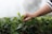 Close-up of hands holding fresh tea leaves in a lush Sri Lankan tea garden.