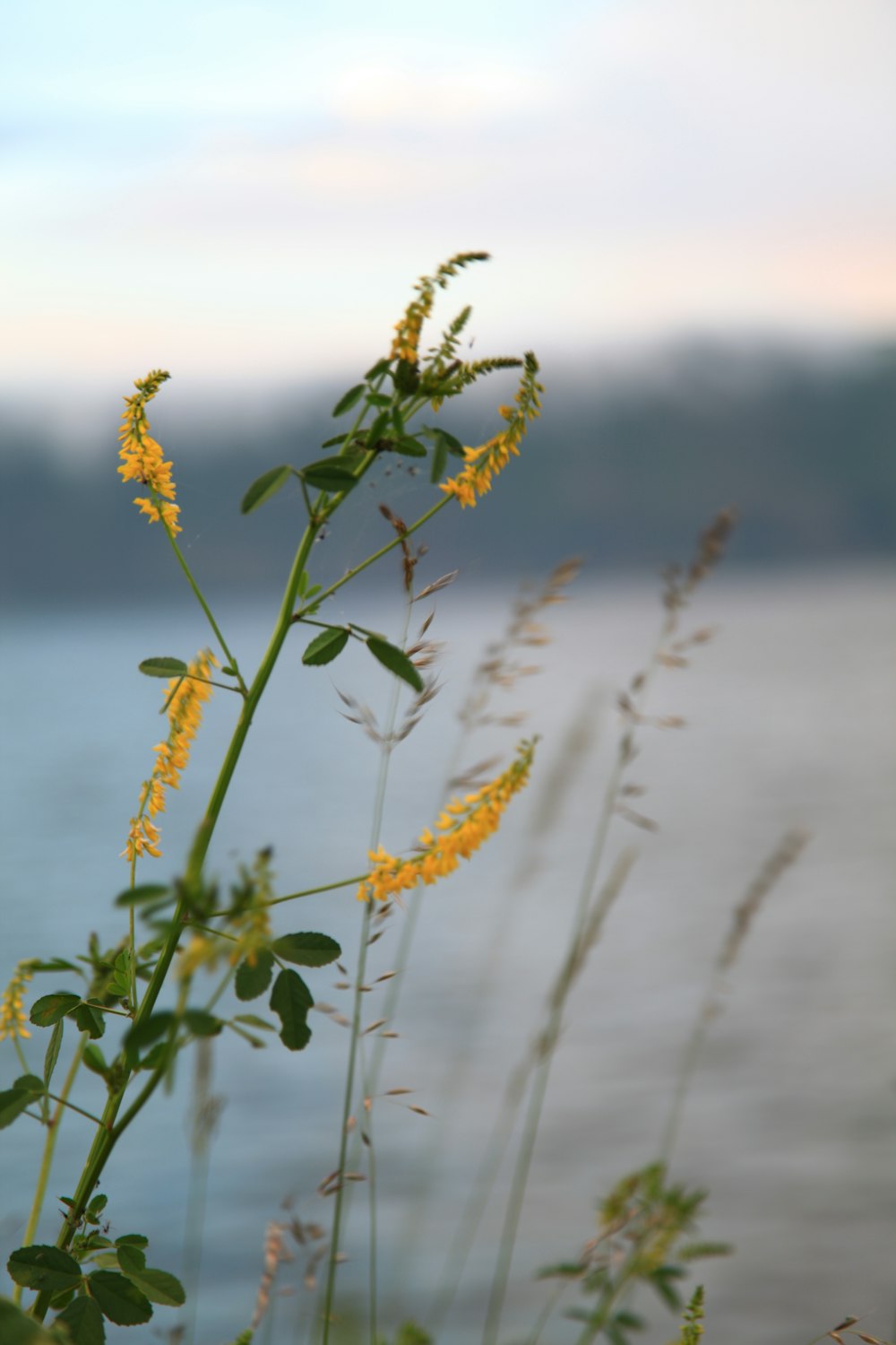 日中の水域近くの緑の植物