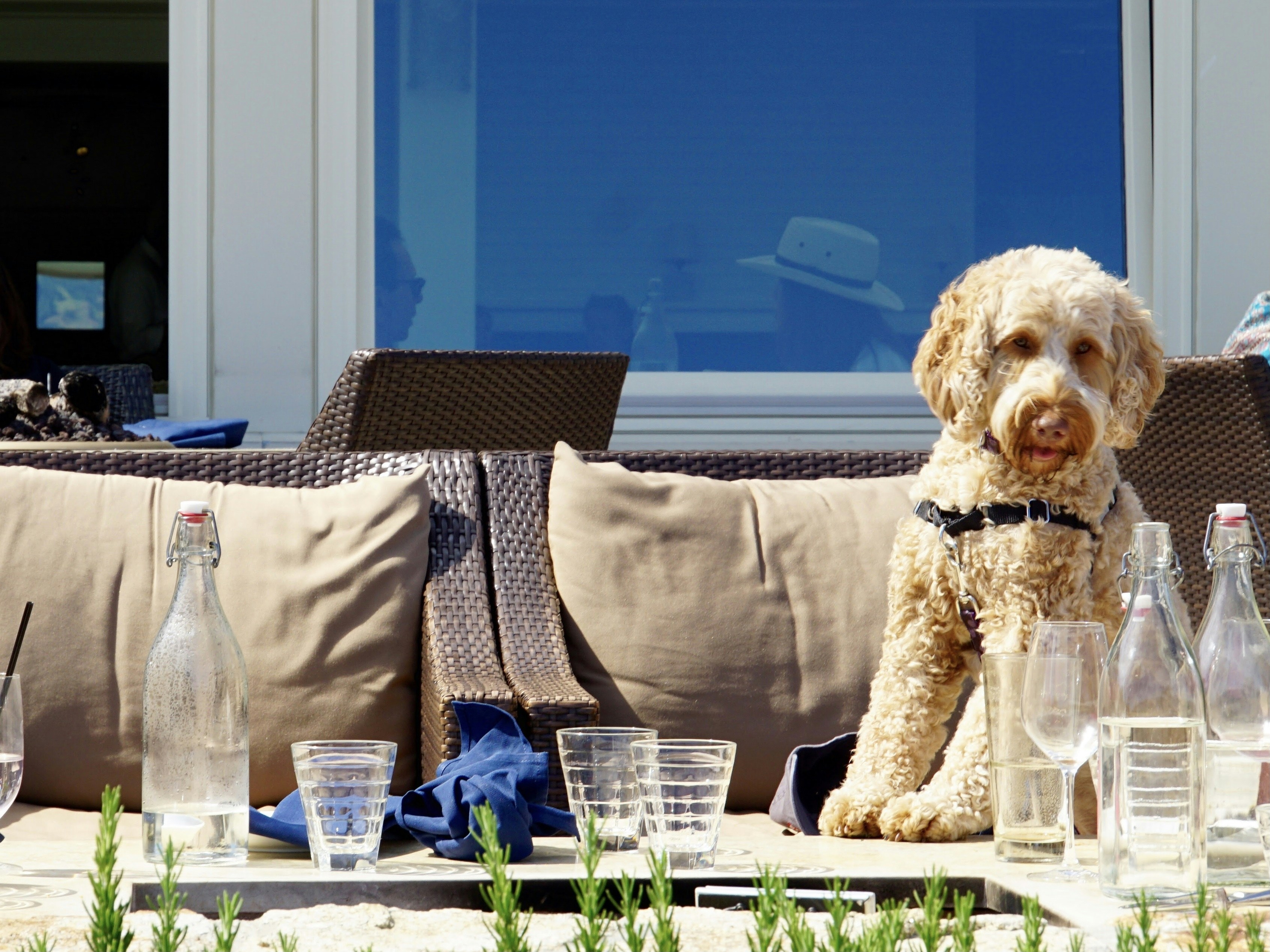 brown poodle on white table