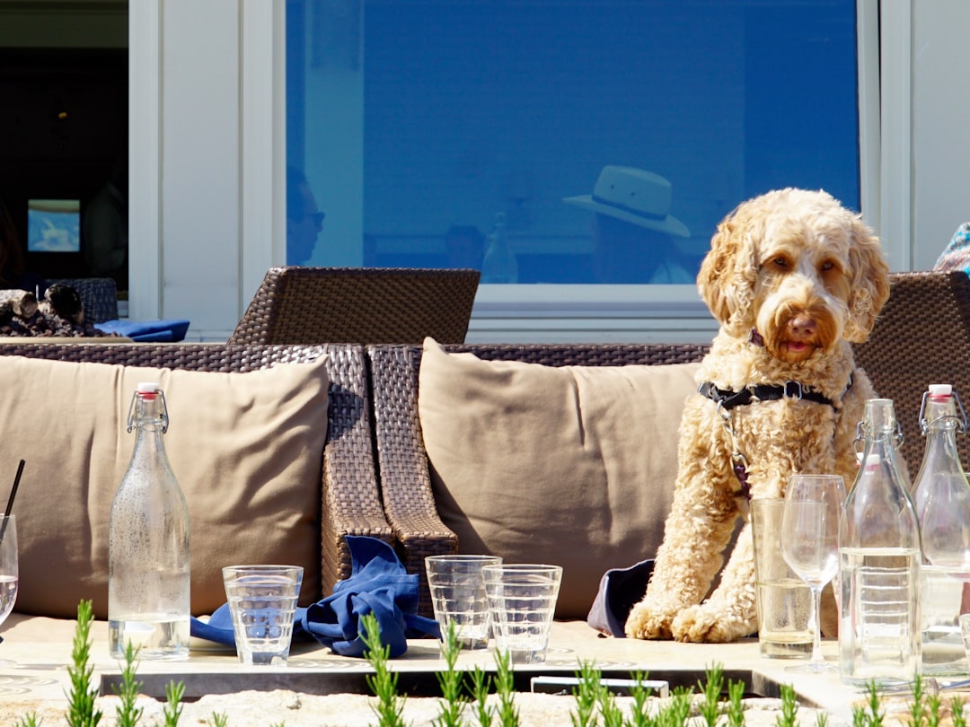 brown poodle on white table