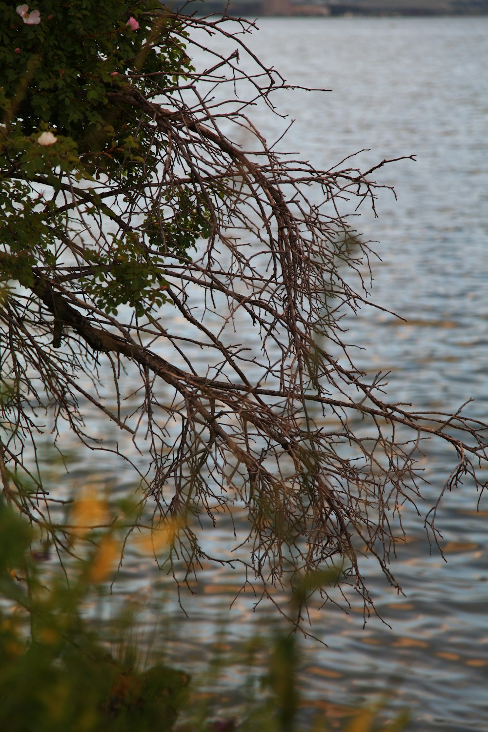 日中の水域近くの茶色の葉のない木