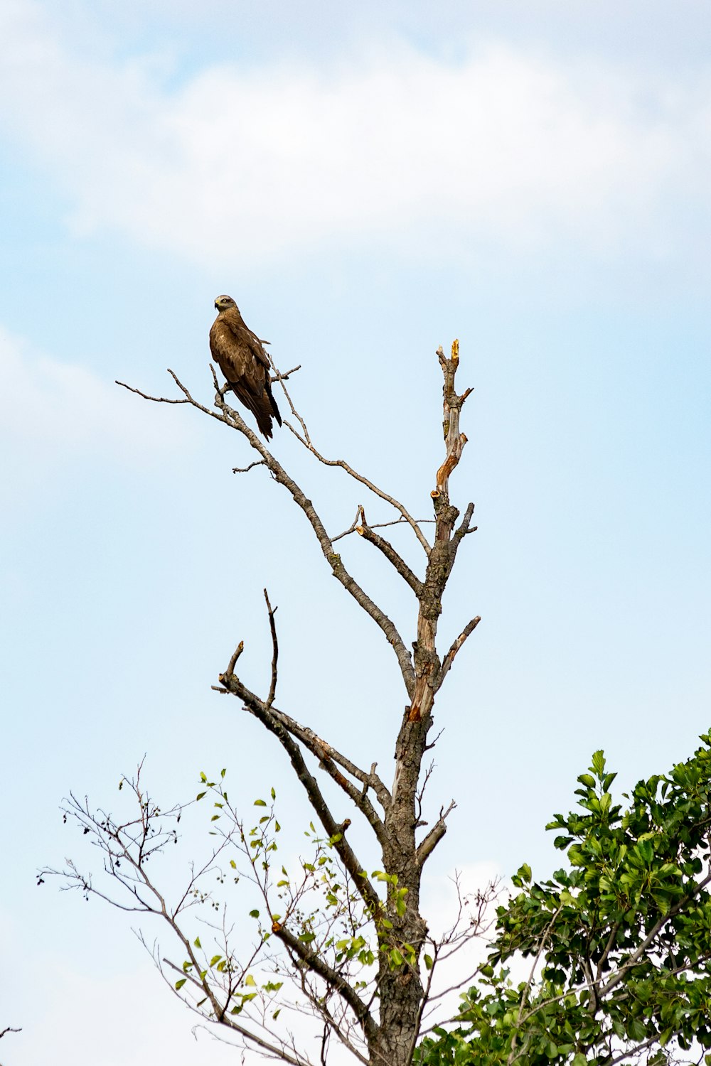 brown bird on brown tree branch during daytime