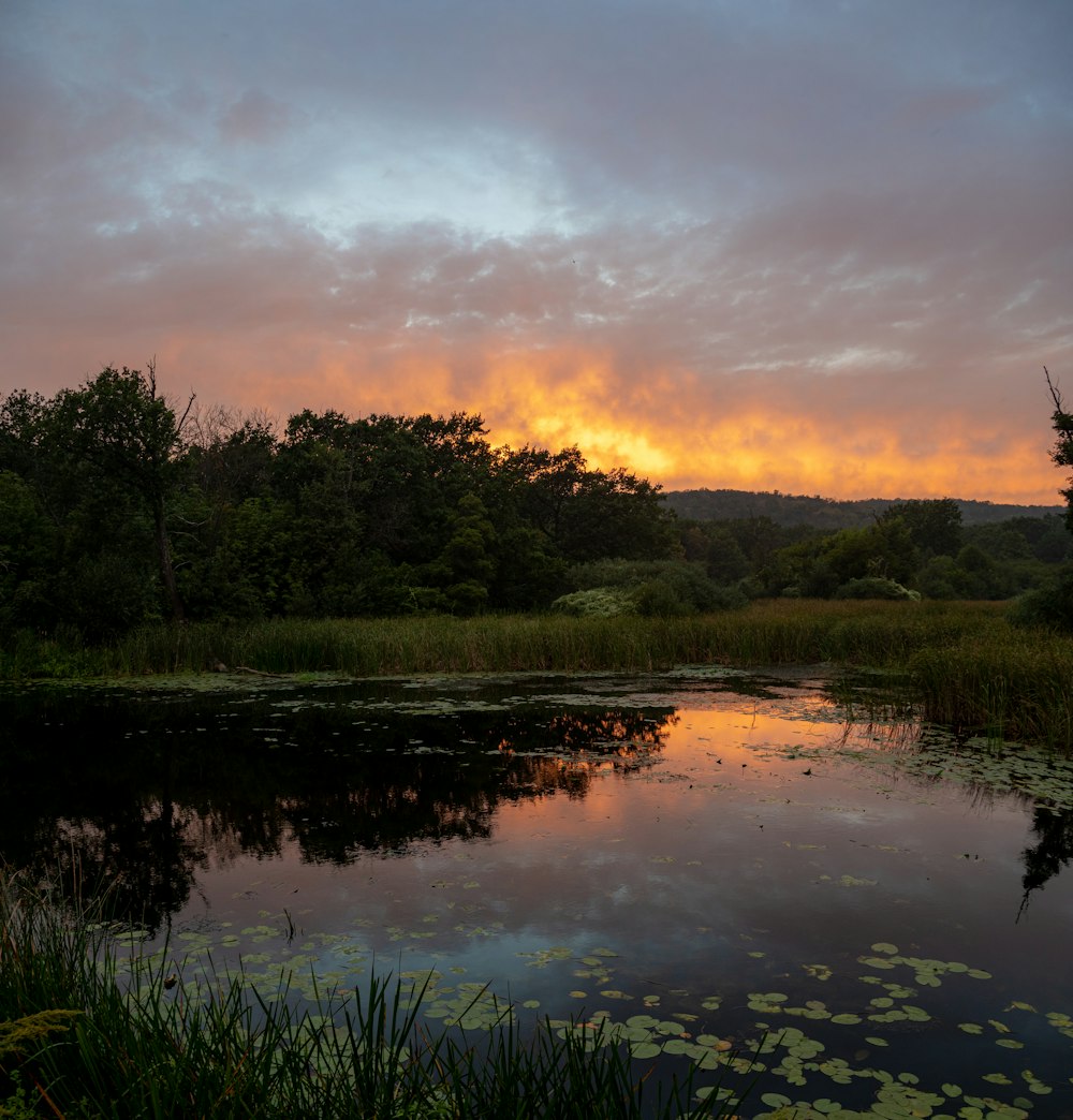 green grass and trees near lake during sunset