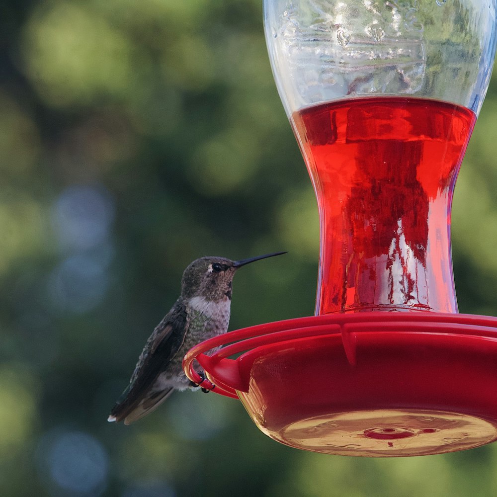 black and gray bird on red bird feeder