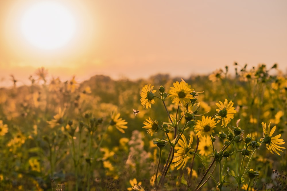 yellow flower field during daytime