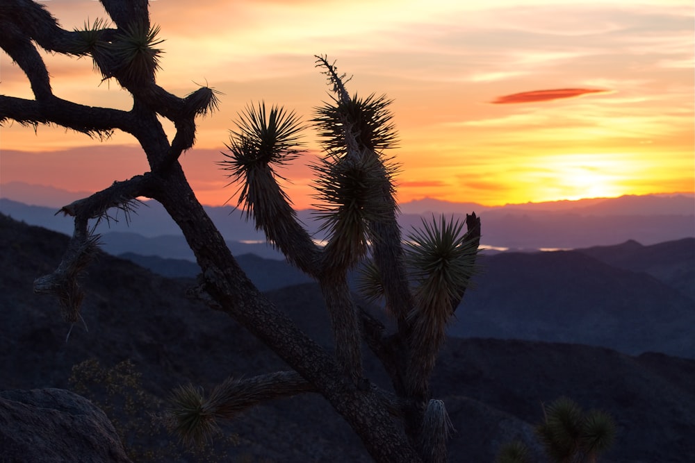 green palm tree during sunset