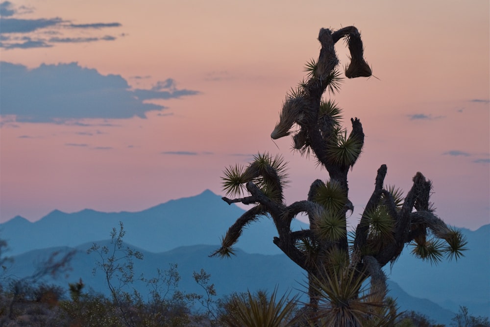 green palm tree near mountain during daytime