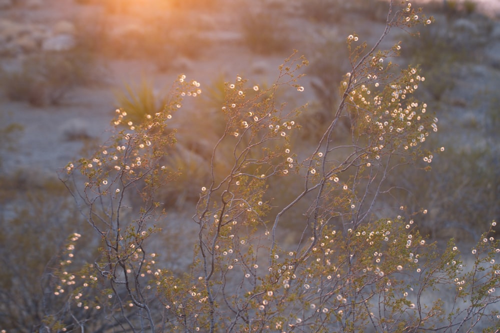 brown grass on water during daytime