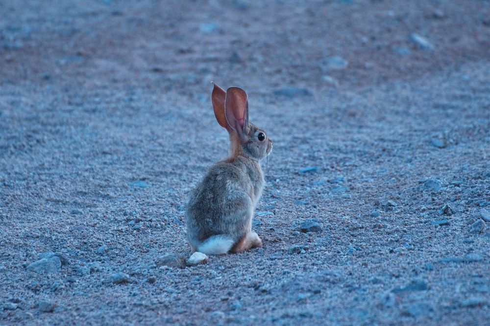 brown rabbit on gray sand during daytime