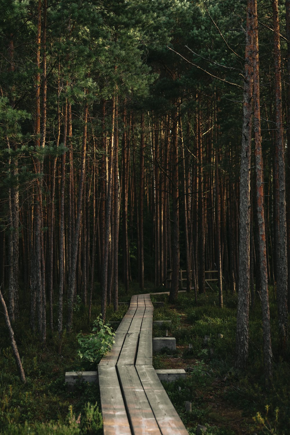brown wooden pathway in the middle of green trees