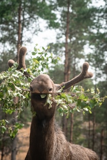 brown bear on brown tree branch during daytime