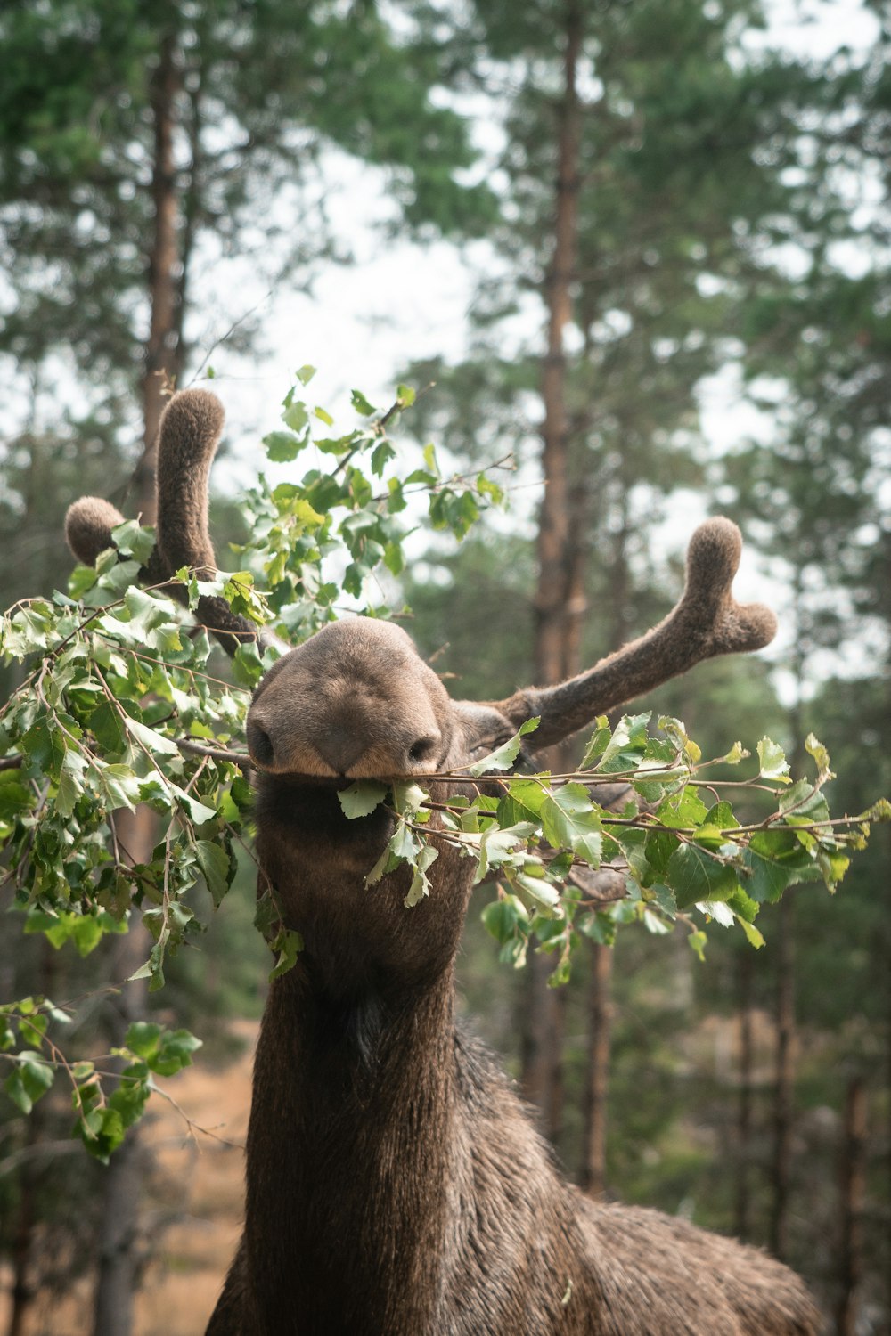 brown bear on brown tree branch during daytime