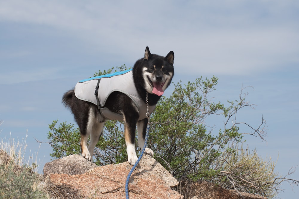 black and white siberian husky on brown rock during daytime