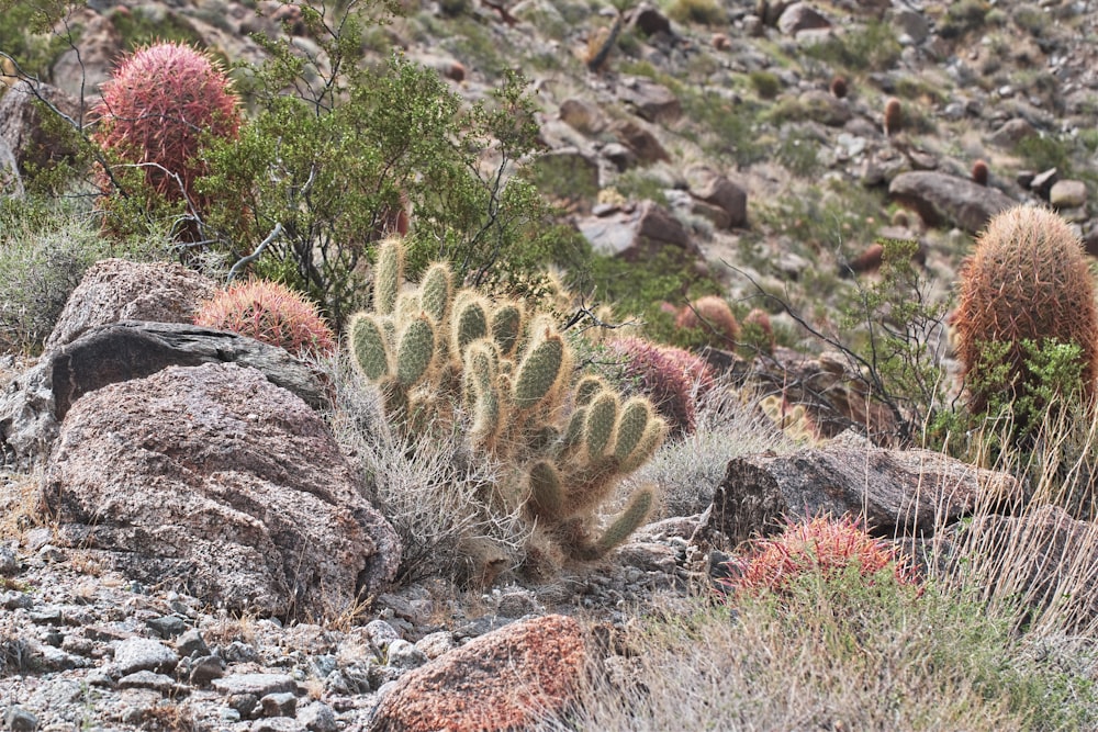 brown and green plant on rocky ground during daytime