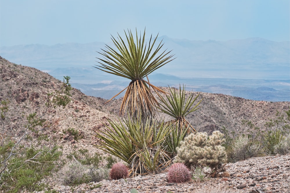 green plant on rocky hill near body of water during daytime