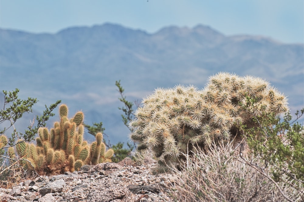 Cactus verde su terreno roccioso durante il giorno