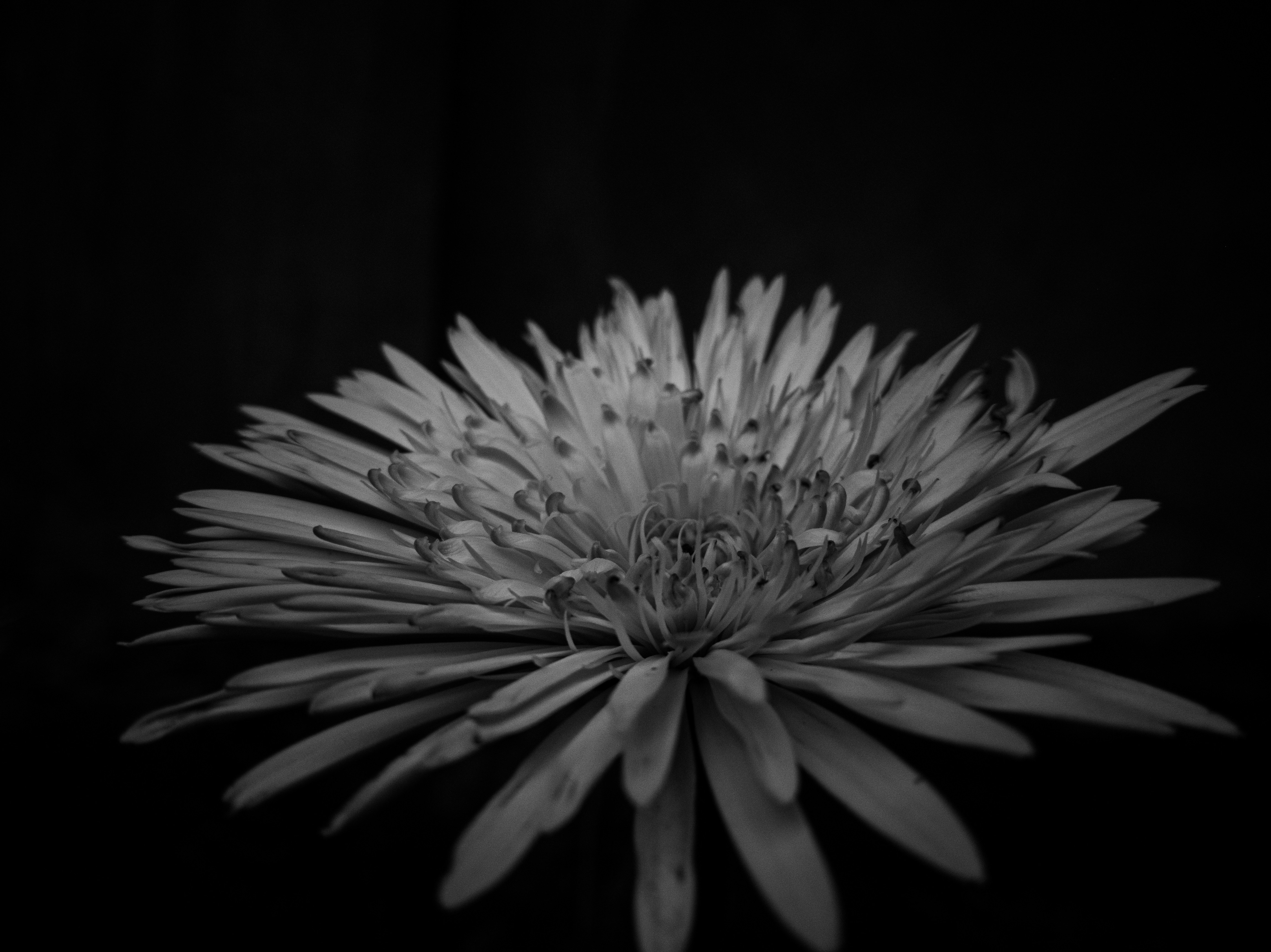 Photo by itsjovierose