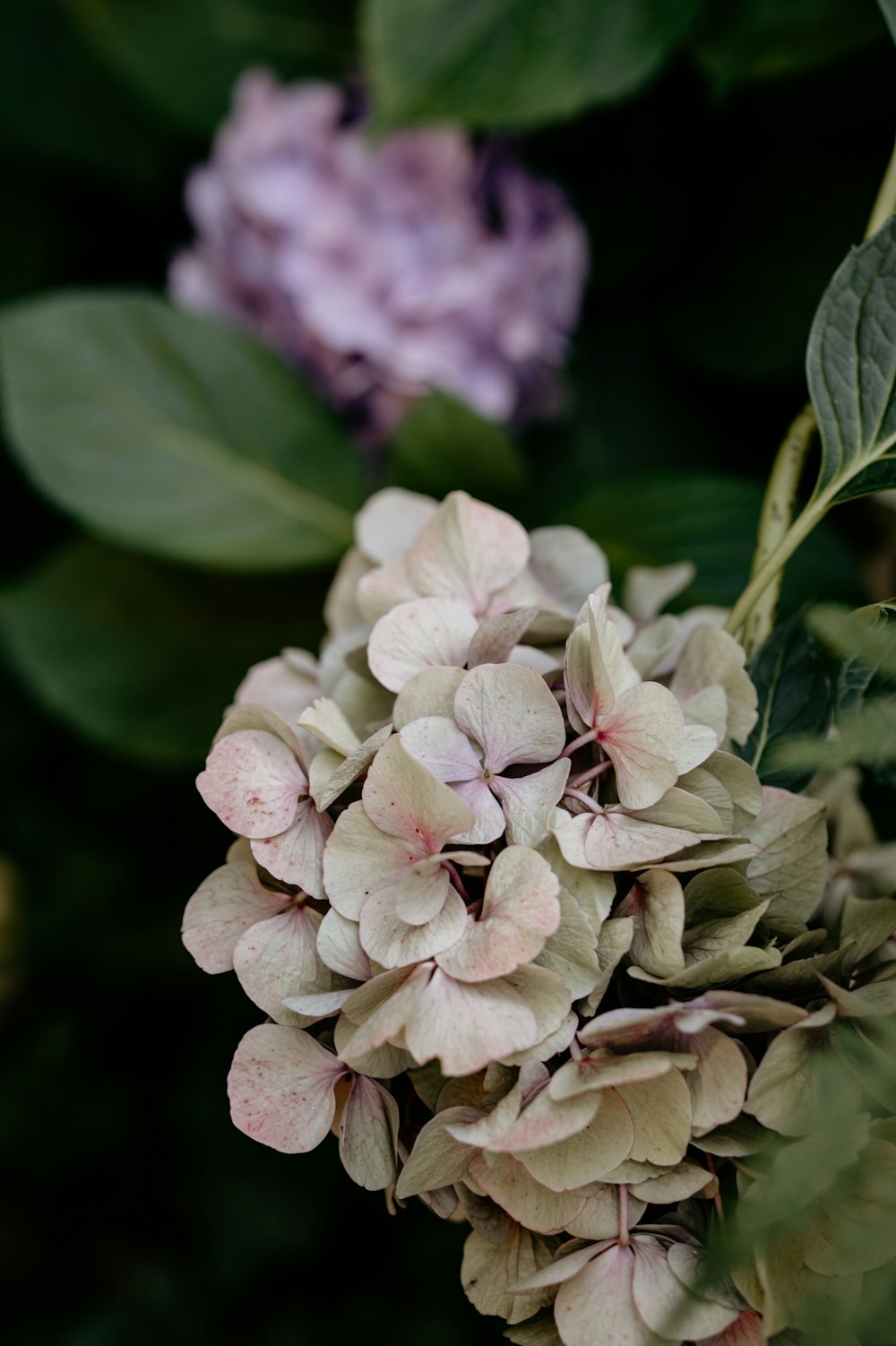 white and purple flower in close up photography