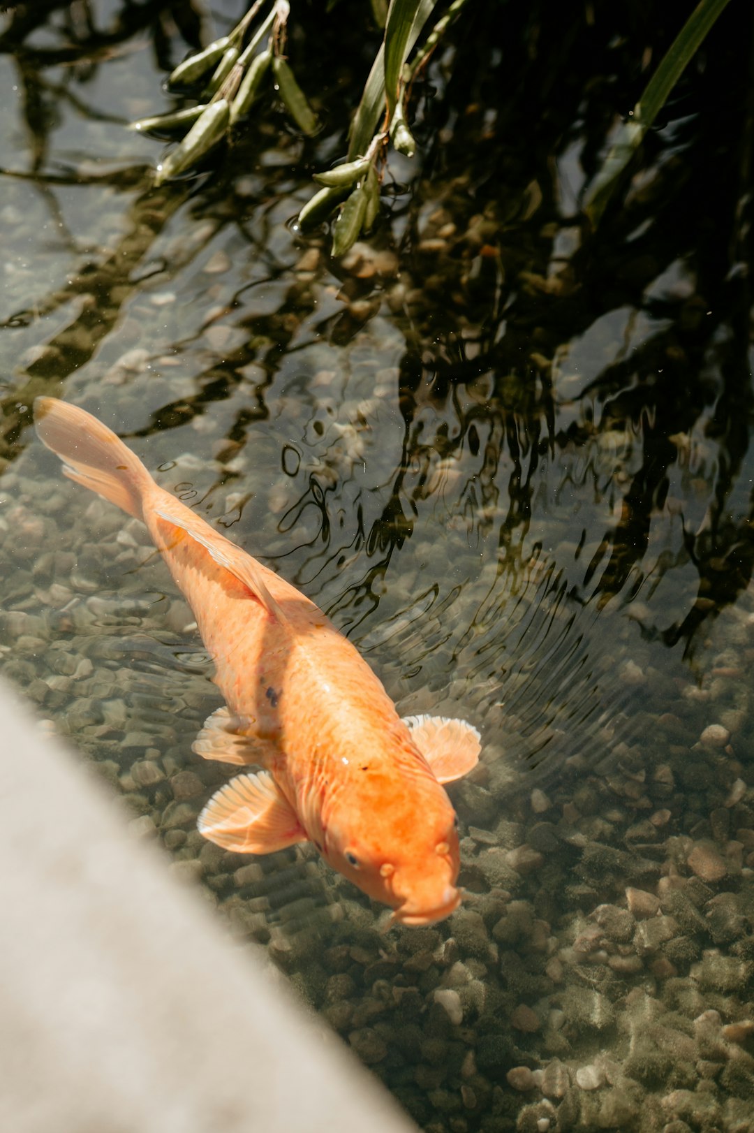 orange and white koi fish on water