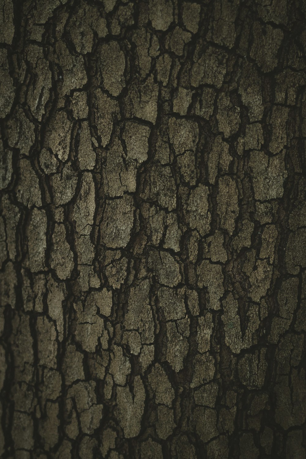 brown and black tree trunk