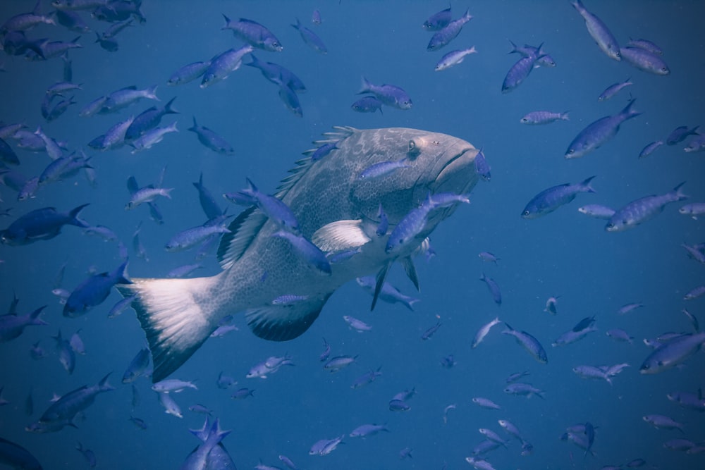 cardume de peixes debaixo d'água