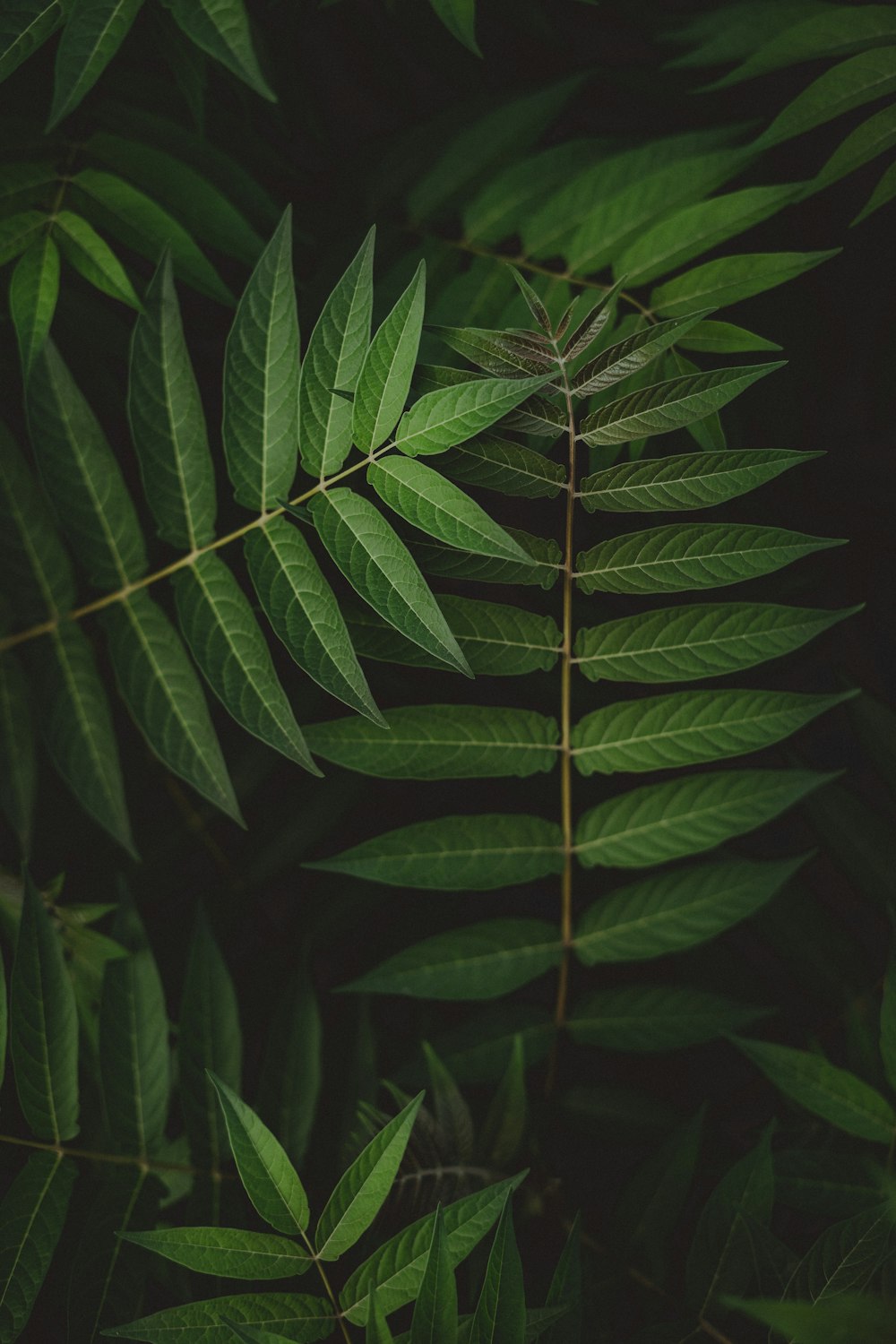 green leaves in close up photography