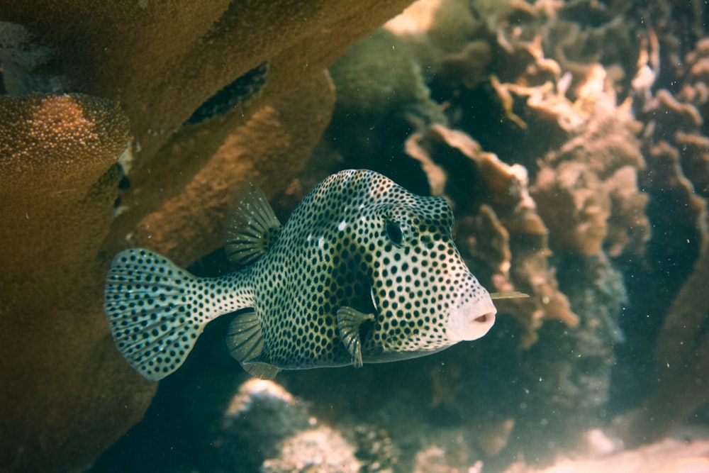 white and black polka dot fish