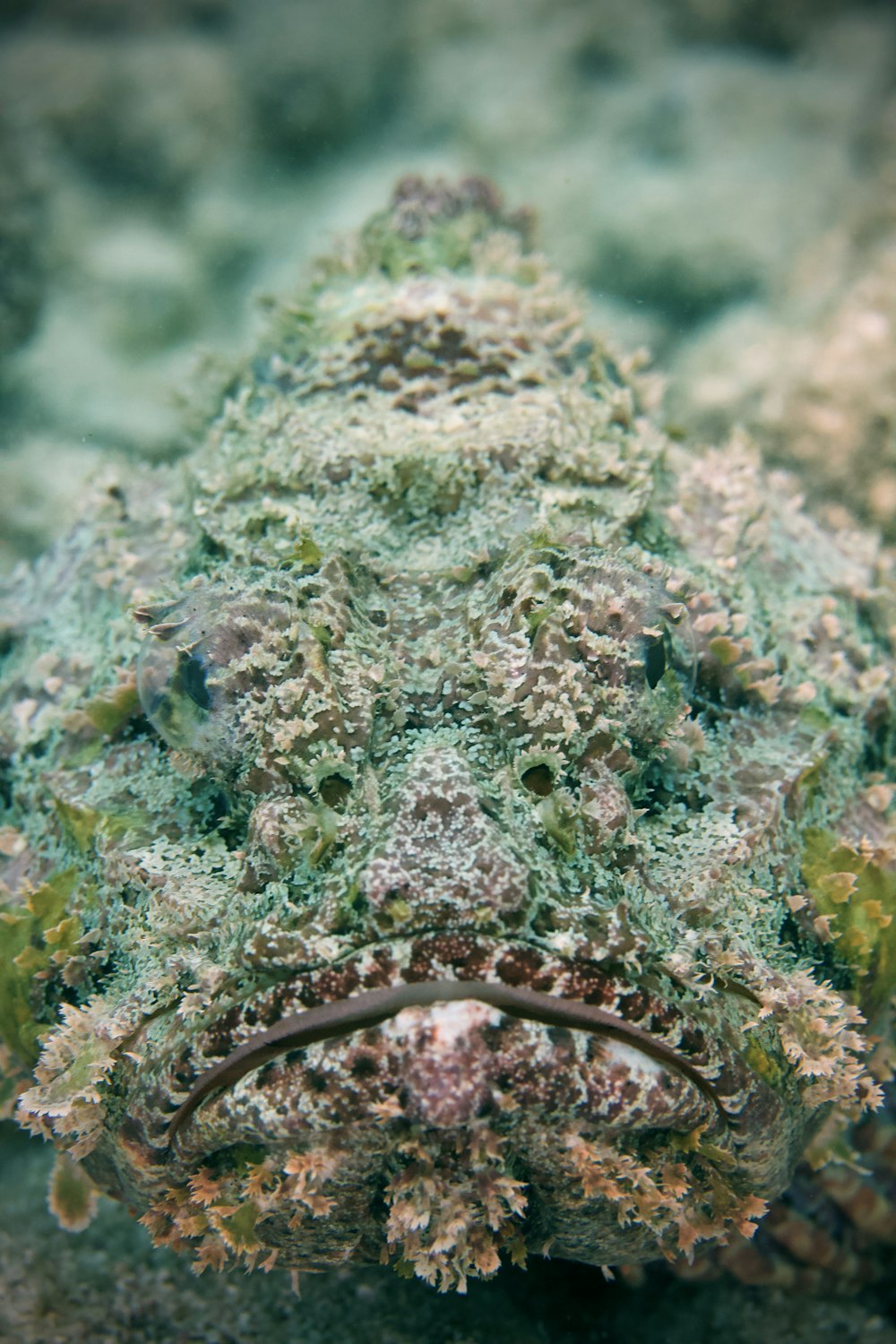 brown and green coral reef