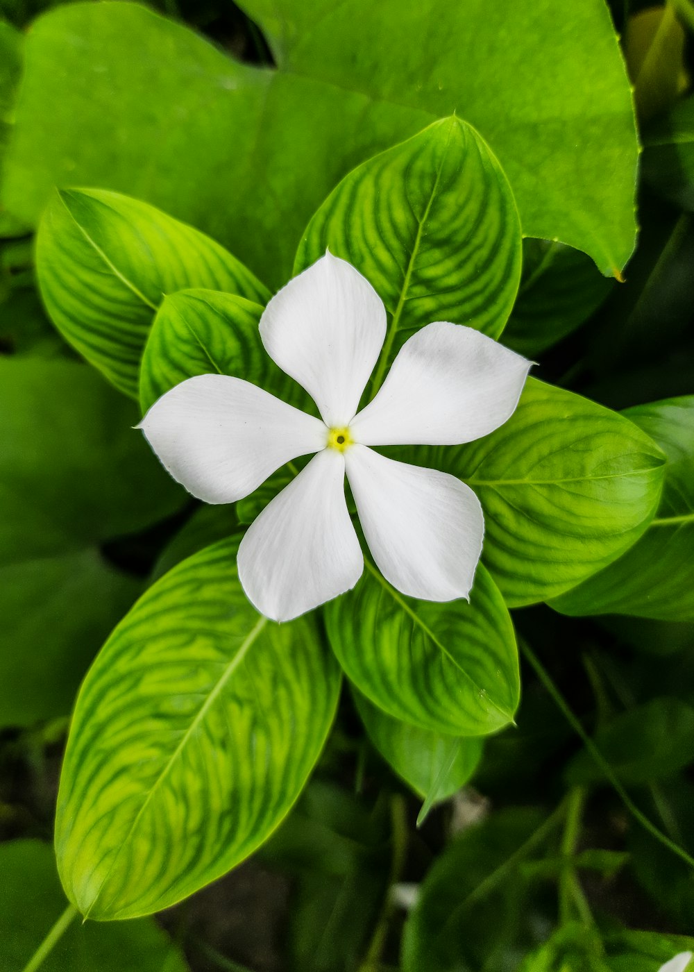 fleur blanche à 5 pétales en fleurs pendant la journée photo – Photo  Fortuna ora Gratuite sur Unsplash