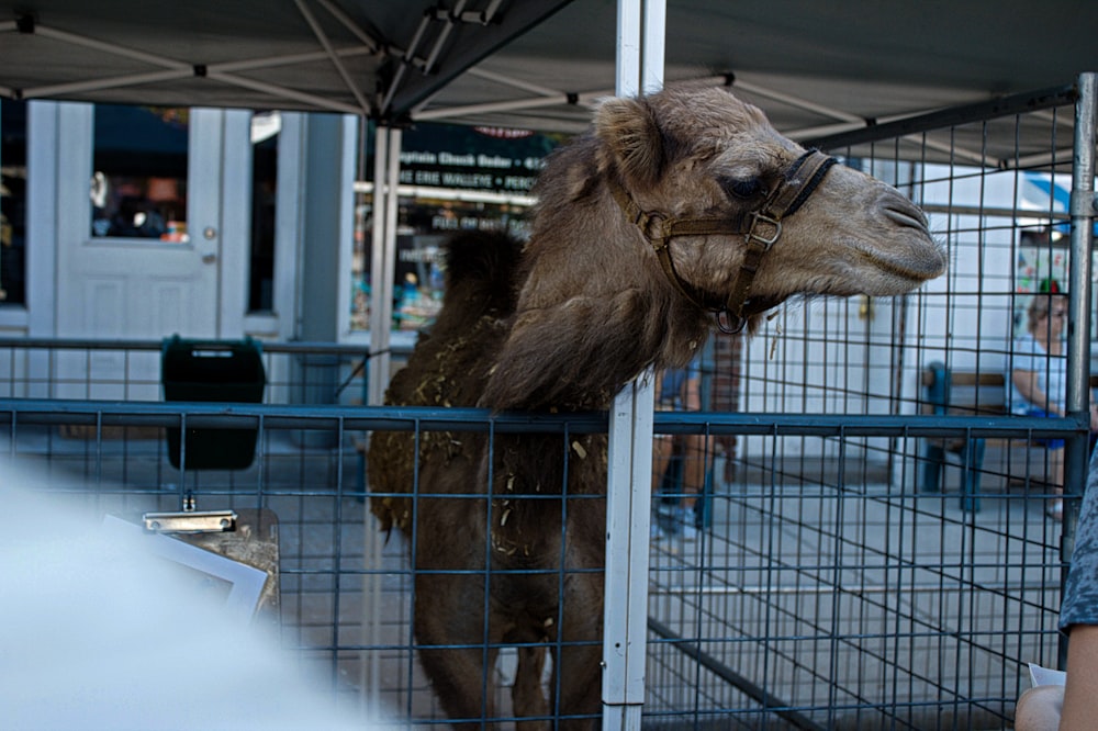 brown camel in cage during daytime