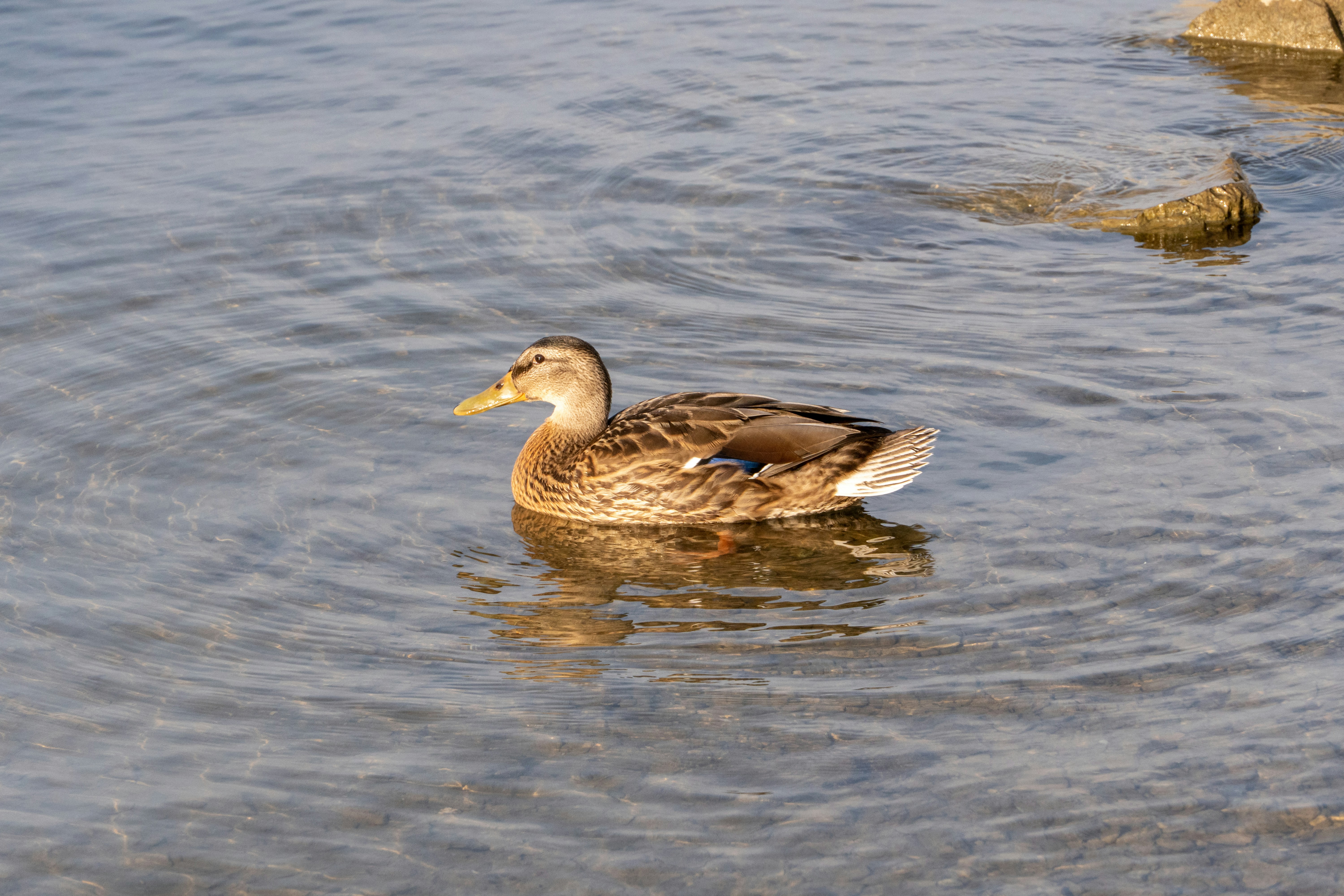 Photo by shabablinchikow