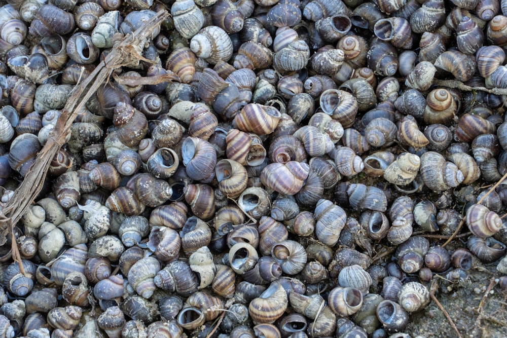 brown and white seashells on brown wooden surface