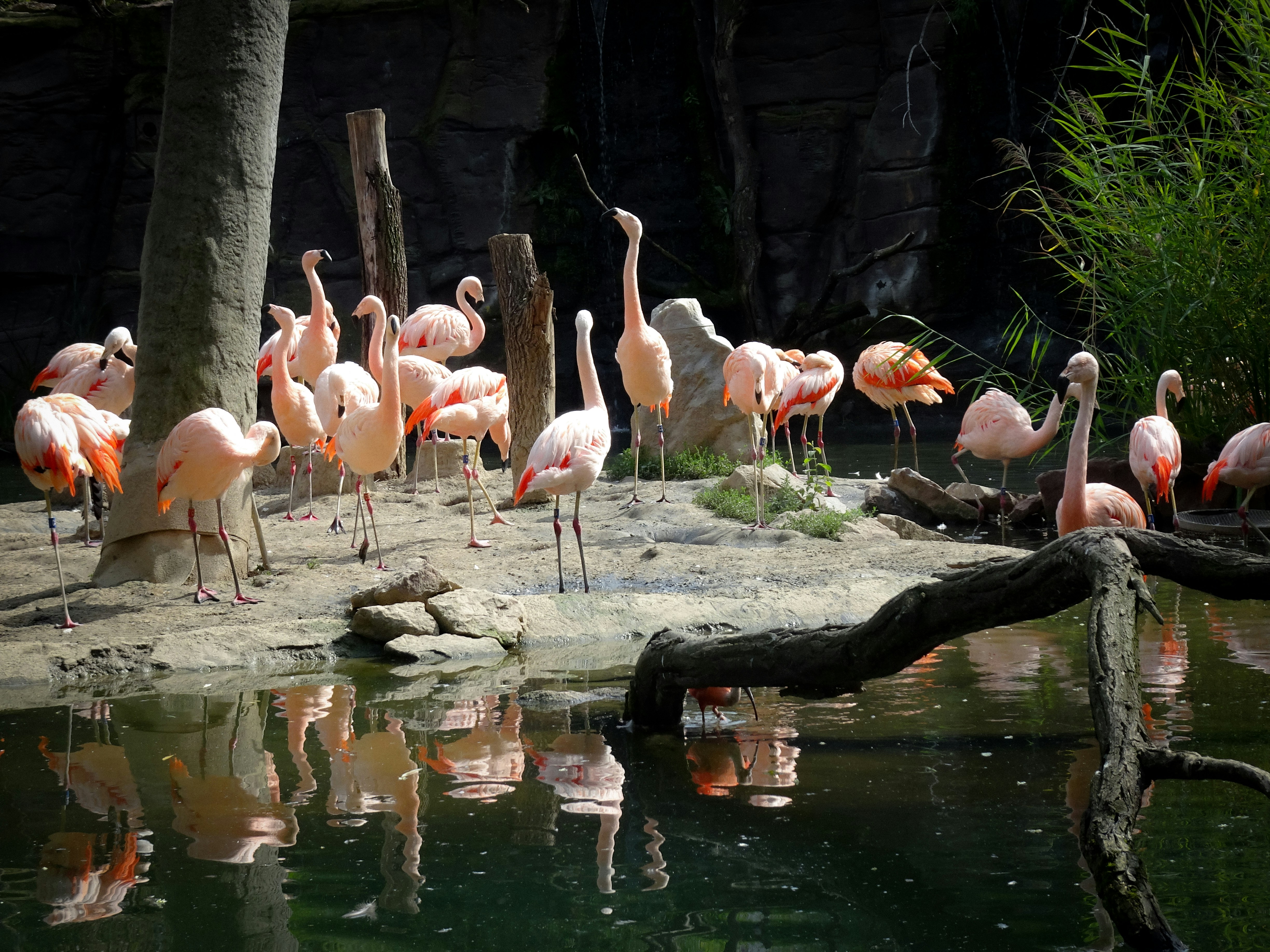 Flamingos in the zoo