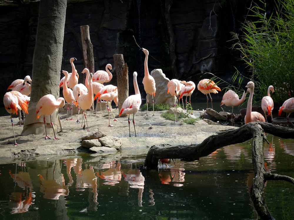 flock of flamingos on water