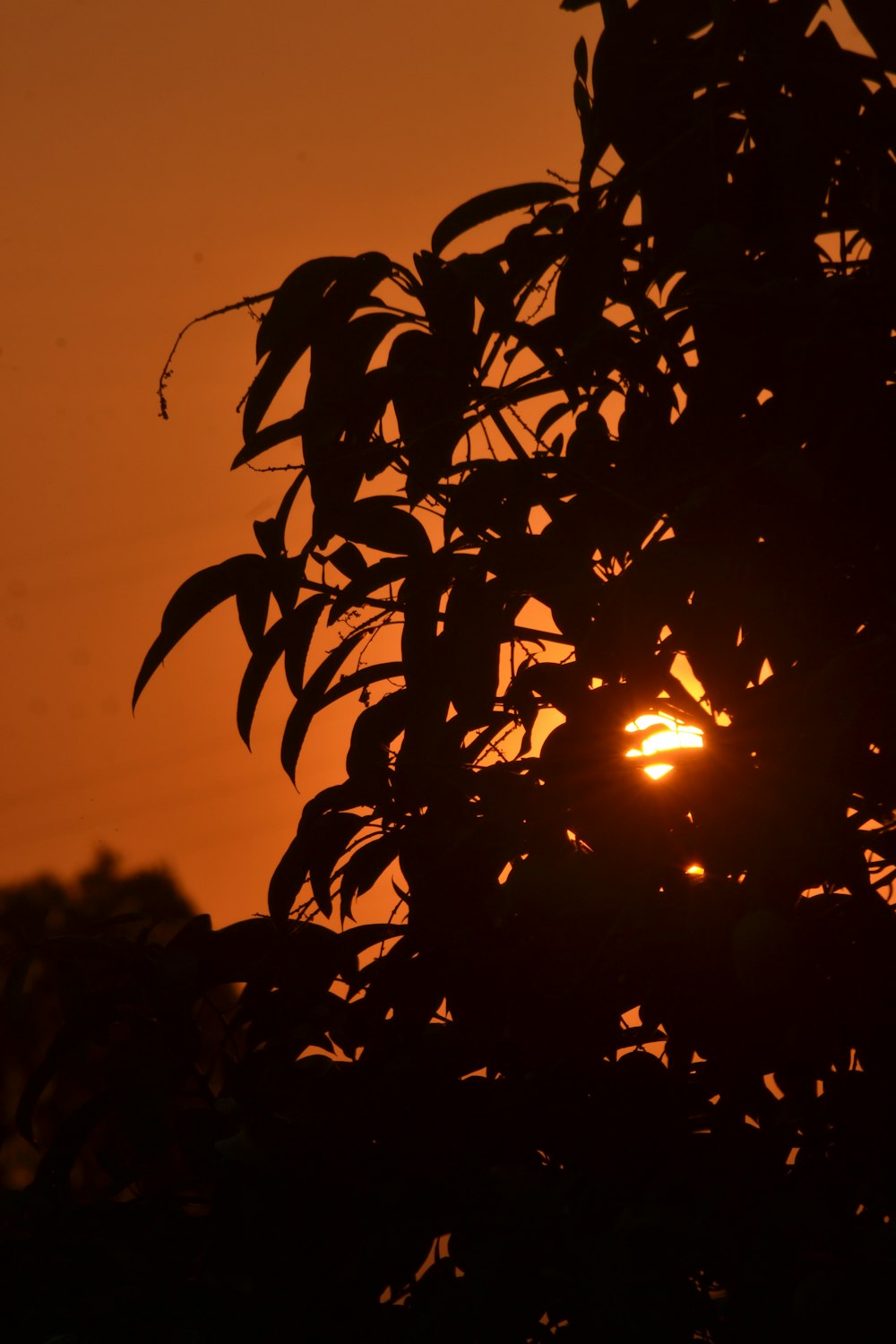 silhouette of plant during sunset