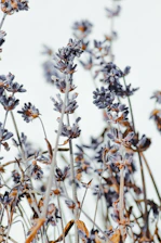 white and brown flowers in tilt shift lens