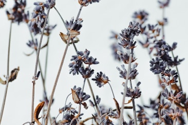 Dried lavender stems with clusters of small purple flowers appear prominently against a light background. The lavender buds are in various stages of drying, displaying hints of brown and frost-like textures.