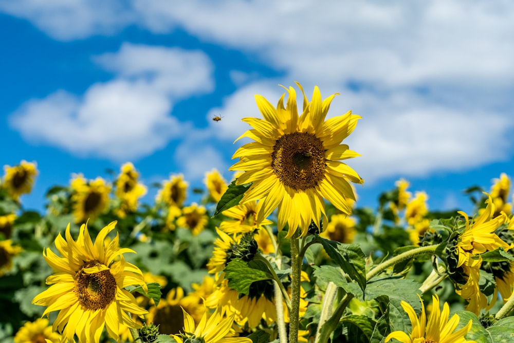 yellow sunflower under blue sky during daytime