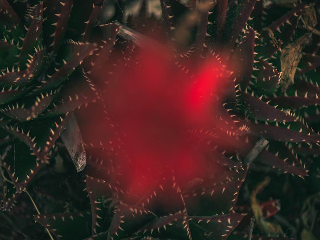 red and green plant with water droplets