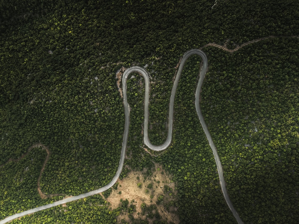 aerial view of green trees