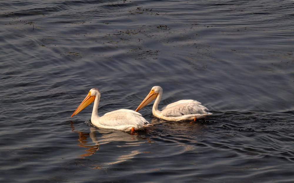 white pelican on body of water during daytime